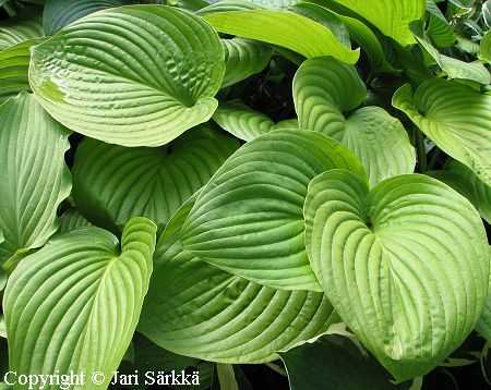 Hosta Tarhafunkia-Ryhm 'Bella', jalokuunlilja